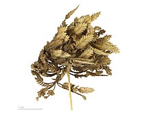 MHNT specimen of seedhead. Cyperus eragrostis MHNT.BOT.2007.40.47.jpg