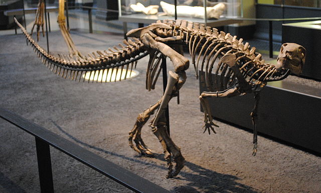 Skeleton of Dysalotosaurus, a dryosaurid ornithopod from the Jurassic
