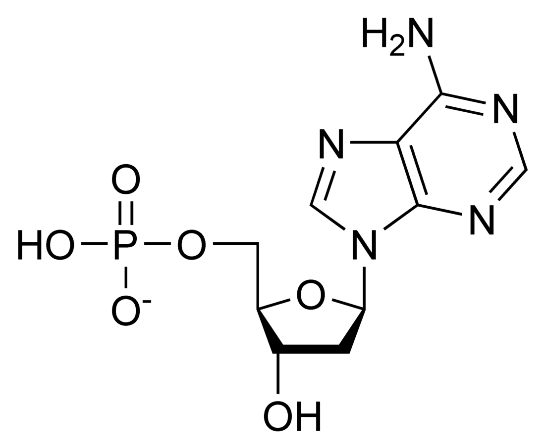 Desoxiadenosina monofosfato