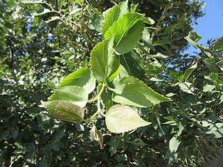 <i>Celtis glabrata</i> Species of flowering plant