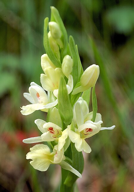 Tập_tin:Dactylorhiza_insularis_Orchi_006.jpg