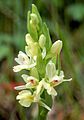 Dactylorhiza insularis inflorescence Spain