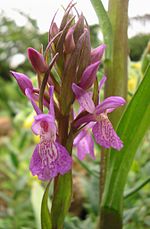 Vignette pour Orchis négligé