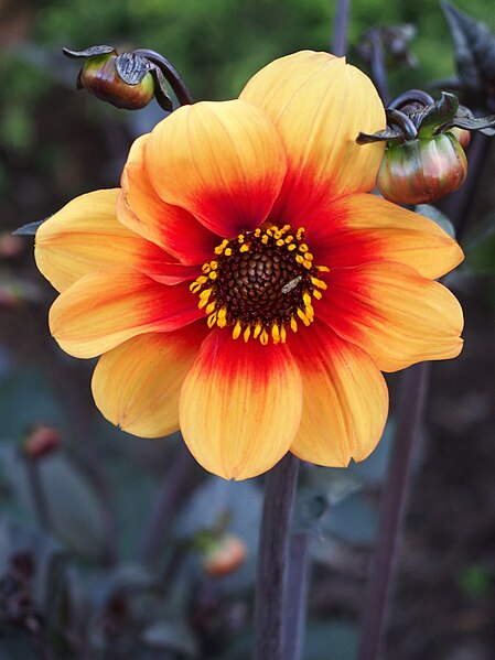 File:Dahlia 'Sunshine' Dalia 2020-07-10 01.jpg