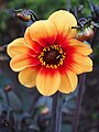 Dahlia 'Sunshine', Dalia 'Sunshine', 2020-07-10