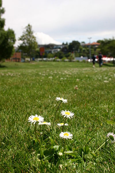 File:Daisies in Timaru.jpg