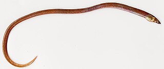 <span class="mw-page-title-main">Armless snake eel</span> Species of fish