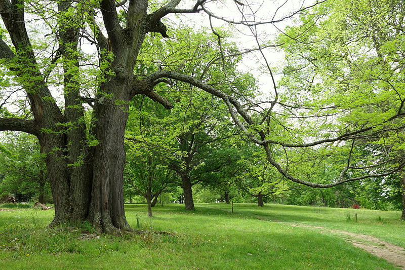 File:Dawes Arboretum - DSC02848.JPG