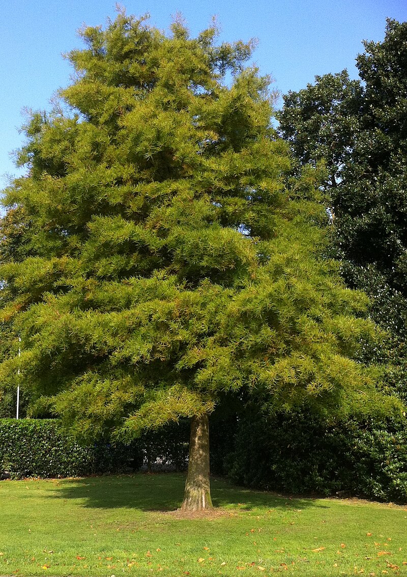 800px-Dawn_Redwood_-_Summer_Foliage.jpg