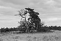 * Nomination The Loenermark. ( Pinus sylvestris ) with dead branches. --Famberhorst 18:08, 16 July 2017 (UTC) * Promotion Good quality -- Spurzem 19:10, 16 July 2017 (UTC)