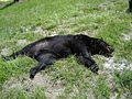 En Amérique du Nord, l'Ours noir, une des nombreuses espèces vulnérables aux collisions routières
