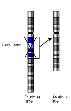 File:Deletion of chromosome section as.svg