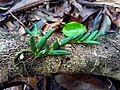 Dendrobium lichenastrum