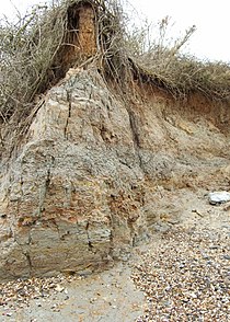 Eroding London Clay cliffs at The Naze in Essex Detail of cliffs at the Naze - geograph.org.uk - 1187872.jpg