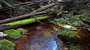 Detention River at Detention Falls Convervation Area, Tasmania.jpg