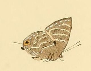 <i>Deudorix kessuma</i> Species of butterfly