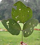 Dhak (Butea monosperma) leaf in Kolkata W IMG 4225.jpg