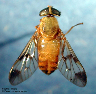 <i>Diachlorus</i> Genus of flies