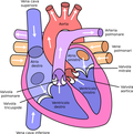 Thumbnail for File:Diagram of the human heart (cropped)-it.png