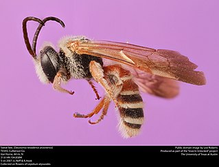 <i>Dieunomia nevadensis</i> Species of bee