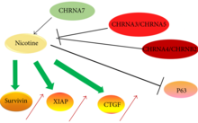 Figure shows differential effects of different nicotinic acetylcholine receptors subtypes on cell growth. Chronic exposure to nicotine causes selective activation of the cancer stimulatory nicotinic acetylcholine receptors in the cell.