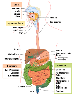 Digestive system diagram de