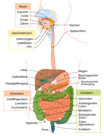 Verdauung