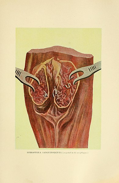 File:Diseases of the dog and their treatment (1911) (14784921495).jpg