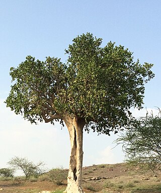 <i>Dobera glabra</i> Species of tree