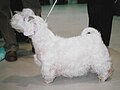 Sealyham Terrier, white