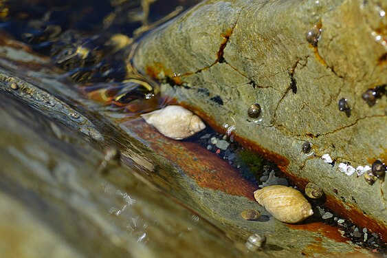 Dog Whelks (Nucella lapillus)