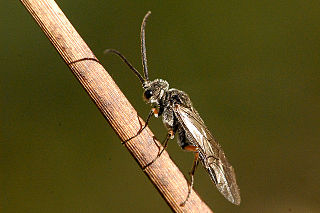 <i>Dolerus vestigialis</i> Species of sawfly