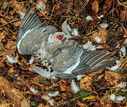 By hawk (Accipiter nisus) killed wood pigeon (Columba palumbus). Location, Natuurterrein The Famberhorst.