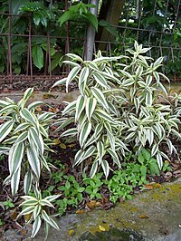 Dracaena sanderiana — Wikipédia