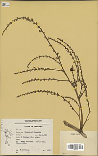 <i>Dracaena cochinchinensis</i>