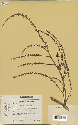 <i>Dracaena cochinchinensis</i> Species of flowering plant