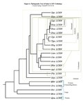 Miniatura per Fitxer:Draft LCHN phylogenetic tree.pdf