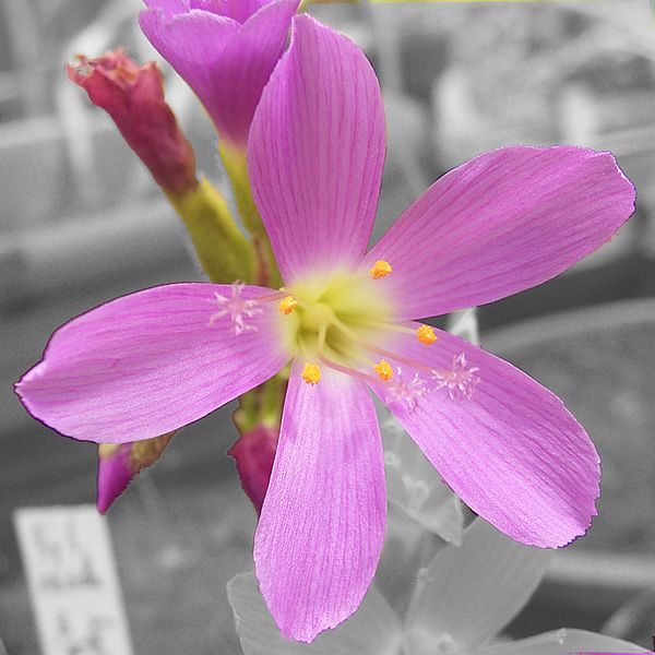 File:Drosera regia flora.jpg