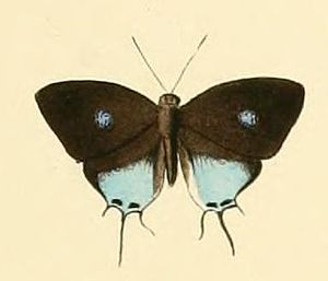 Drupadia scaeva.JPG