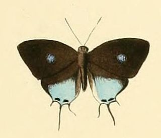 <i>Drupadia scaeva</i> Species of butterfly