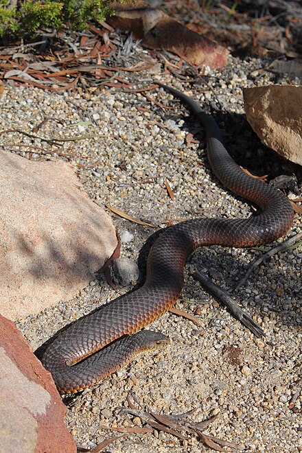 Lowland Copperhead snake, Austrelaps superbus