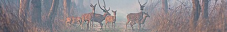 File:Dudhwa National Park banner.jpg