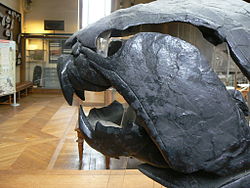 Dunkleosteus skull side.JPG
