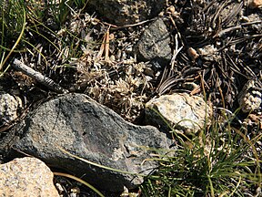 Dwarf Sierra onion (Allium obtusum), dry