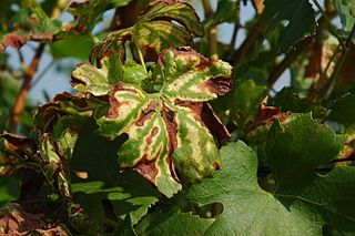 Esca (grape disease) type of grapevine trunk disease