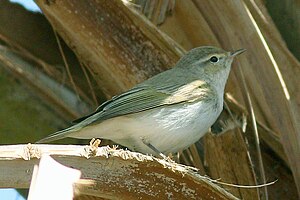 Balkan warbler