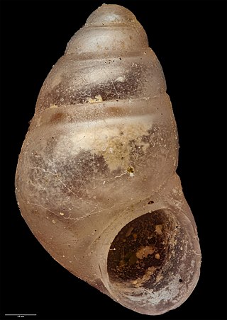 <i>Eatoniella fossa</i> Species of gastropod