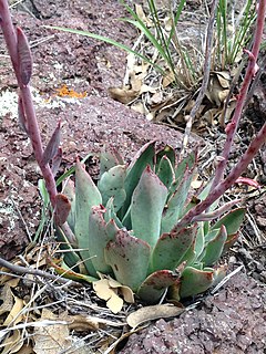 <i>Echeveria strictiflora</i> Species of succulent