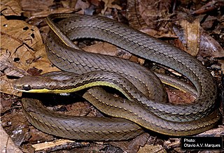 <i>Echinanthera cephalostriata</i> Species of snake