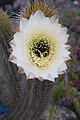 Echinopsis chiloensis ssp. littoralis (Quisco costero) 02.jpg